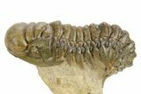 Detailed Crotalocephalina Trilobite - Atchana, Morocco #359544-1